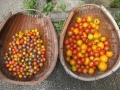 R1.7.6トマト収穫⑤＠IMG_8619