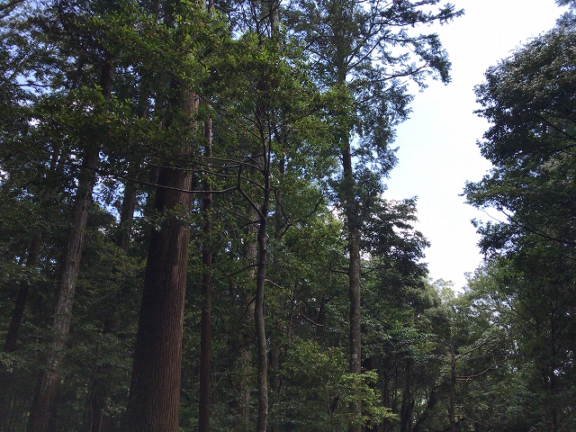 瀧原宮　杉の大木
