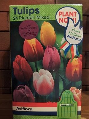 tulip1.jpg