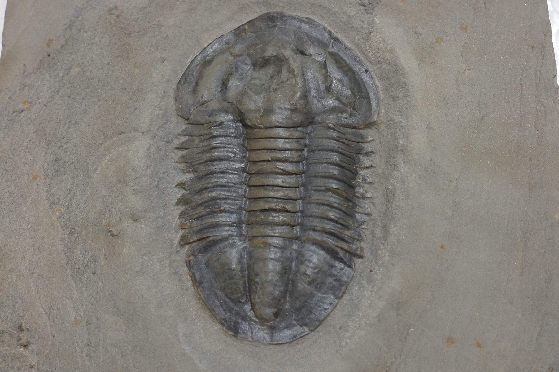 手数料安い 化石標本 三葉虫 エルラシア 完全体 15体 - www.scienco
