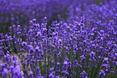 lavender-543728_640-600x399.jpg