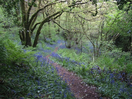 wales_walk_path_bluebell_track_walking_landscape_uk-856280.jpg