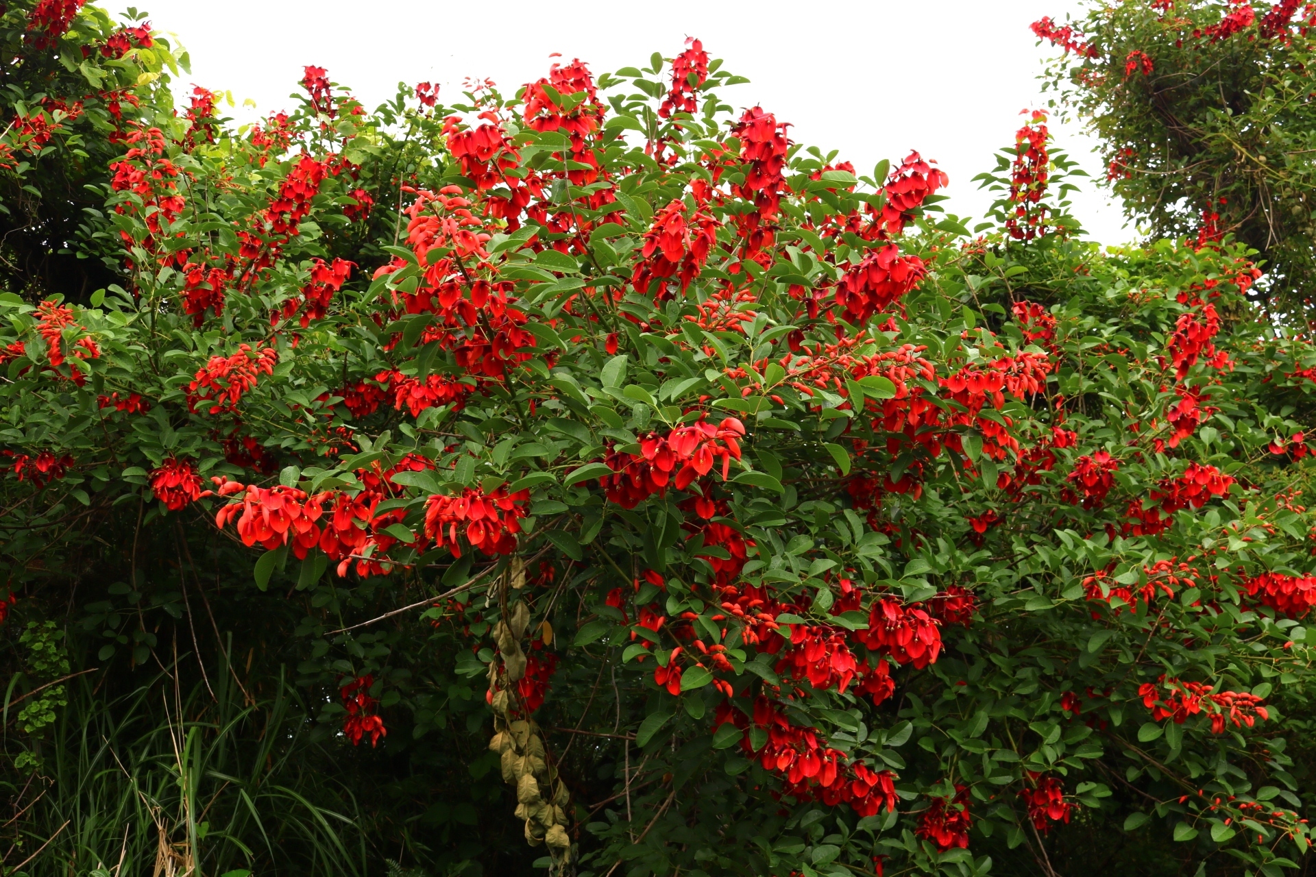 三原山登山道路沿いに咲く アメリカデイゴ の赤い花 ぬぱぱの父島単身赴任ブログ